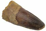 Fossil Spinosaurus Tooth - Robust Tooth #220750-1